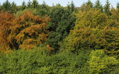 Prudence en forêt